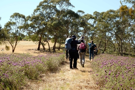 Field of lavender in the Clare Valley