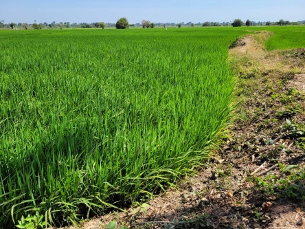 Rice growing in Cambodia