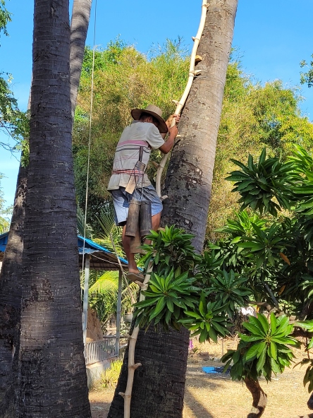 Harvesting palm syrup in Cambodia