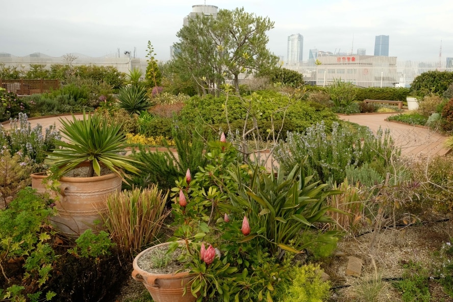 Finding Rooftop Gardens in Tokyo