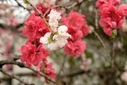 Meguro Sky GArden