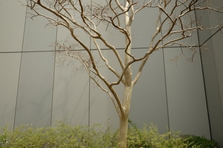 Ginza 6 rooftop garden