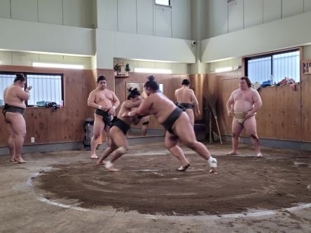 sumo training in Tokyo