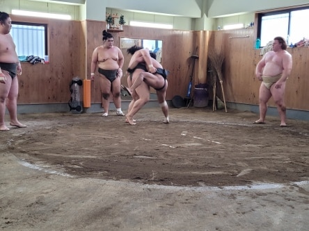 Sumo training session