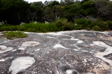 Aboriginal Carvings near Bundeena