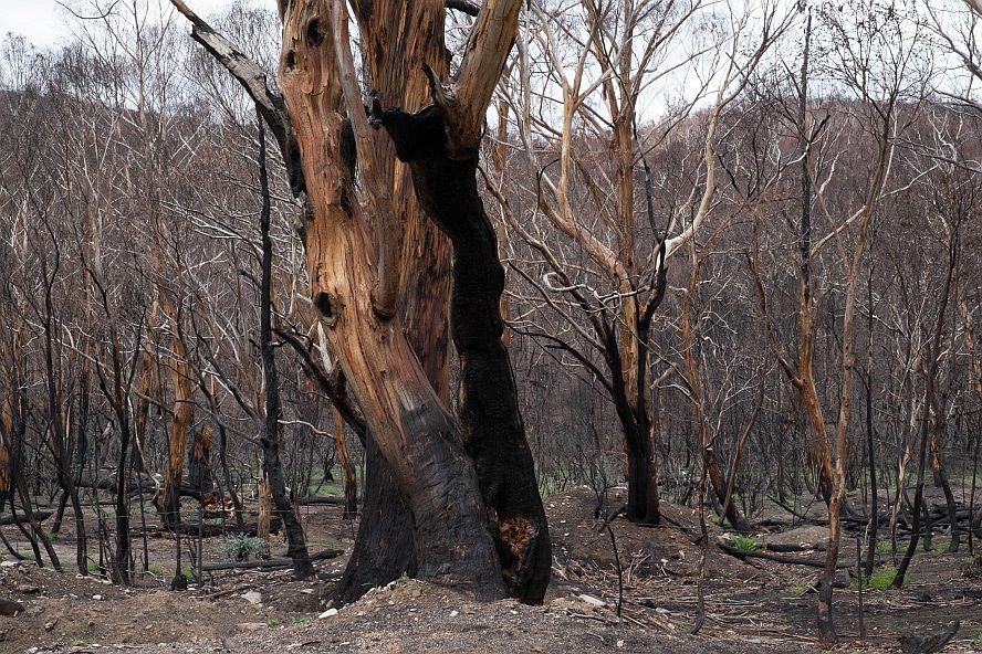 Cobargo bushfires