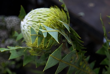 Beautiful banksia