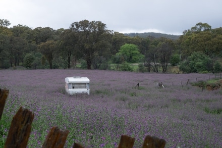 A field of Patterson's Curse 