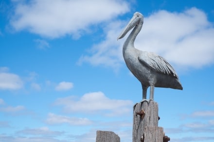 Pelican at American River