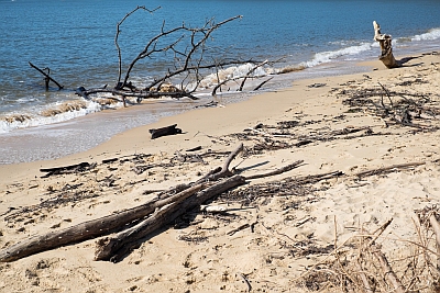 Debris on Patonga Beach