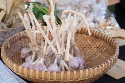 Garlic from Shepherds Ground