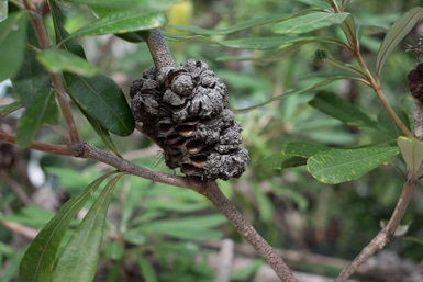 Banksia