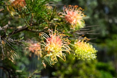 Grevillea in Taren Point